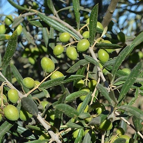 Arbequina Certified Ultra Premium Extra Virgin Olive Oil | Olive & Vine
